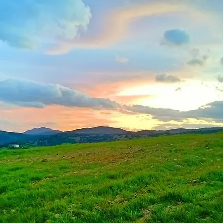 L'ulivo * Siniscola