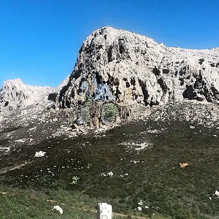 L'ulivo シニスコーラ